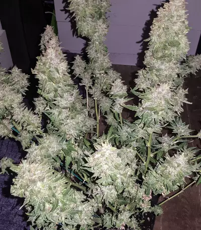 Semillas feminizadas Auto Blueberry