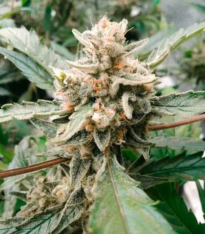 Blue Cheese strain