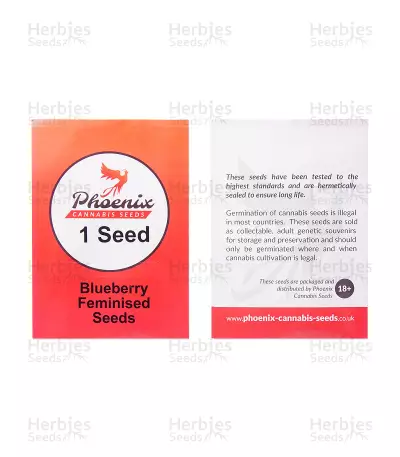 Blueberry feminized seeds (Phoenix Seeds)