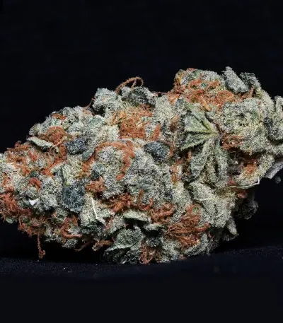Cookie Dawg (Big Head Seeds)