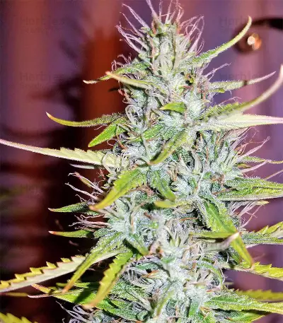 Critical Skunk Seeds