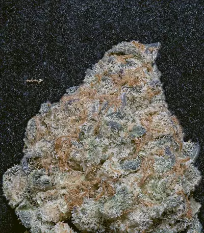 Semillas feminizadas Do-Si-Dos (Big Head Seeds)
