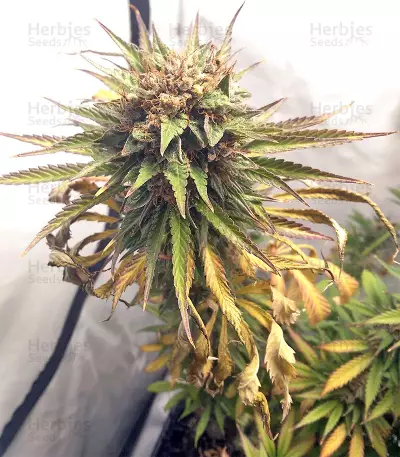 Graines de cannabis Durban regular (Sensi Seeds)