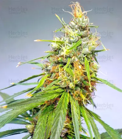 Graines de cannabis Durban regular (Sensi Seeds)