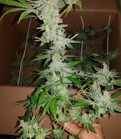 Eleven Roses Seeds (Delicious Seeds)
