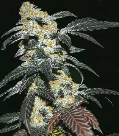 French Cookies Seeds