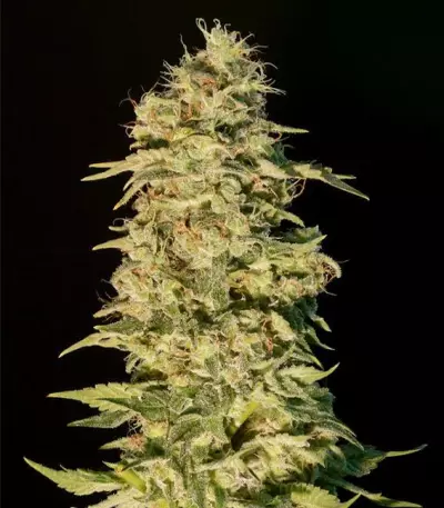 OG Lemon Bilbo Seeds