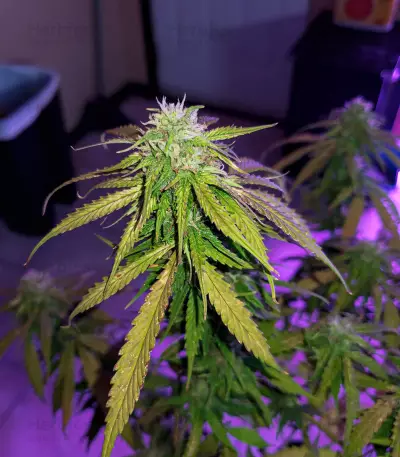Hindu Kush feminized seeds