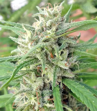 Malawi Seeds