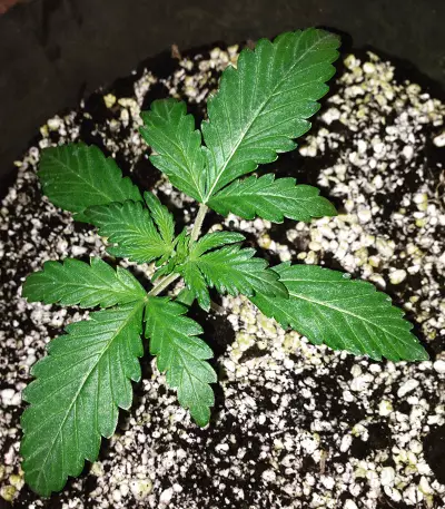 Semi femminizzati OG Kush Express Auto