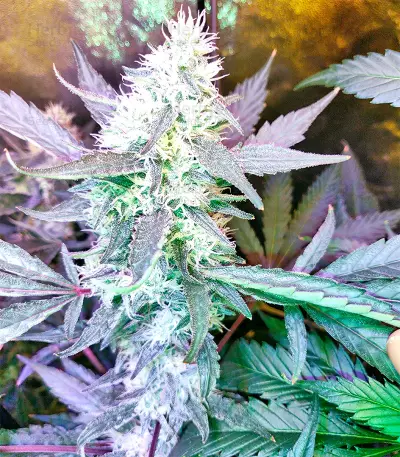 OG Kush Express Seeds