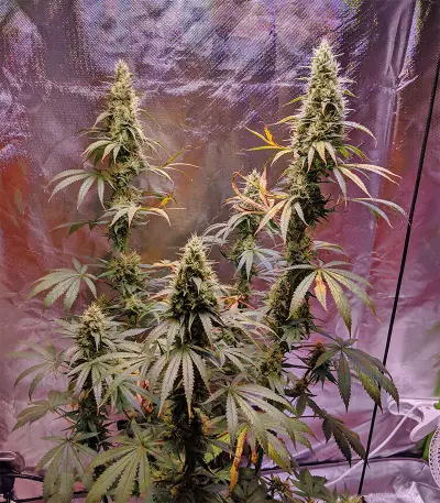 Outdoor Hurricane Seeds