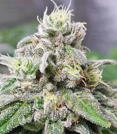 Semi femminizzati di Pineapple
