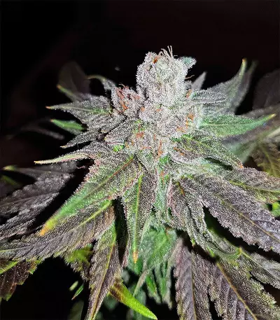 Semi femminizzati di Pineapple