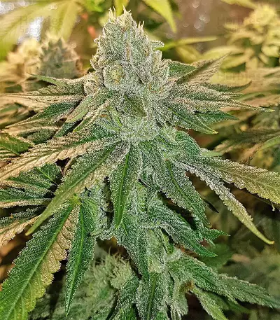 Semi femminizzati di Pineapple