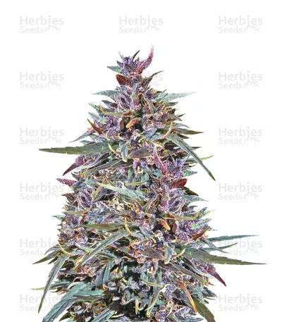 Purple Haze x Malawi (Ace Seeds)