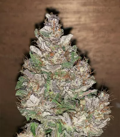 Graines de cannabis Road Dawg Regular (Karma Genetics)