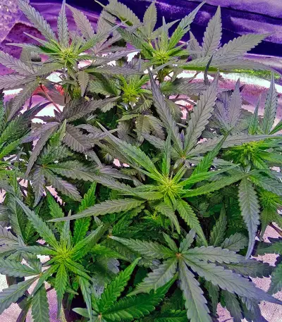 Semi femminizzati Sour Blues Auto
