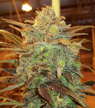 Strawberry D-Lite feminized seeds