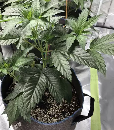 Wedding Gelato feminized seeds