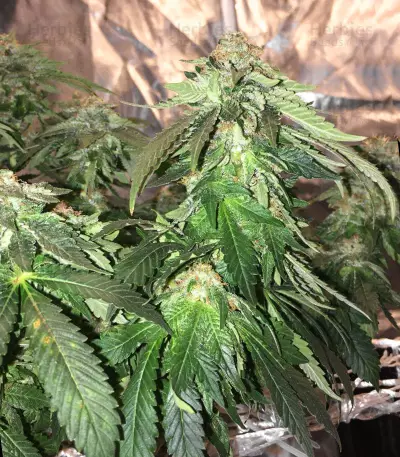 White Widow (G13 Labs)
