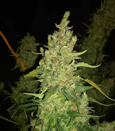 Z Auto feminized seeds (Original Sensible Seeds)