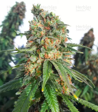 Afghan Kush x Super Skunk