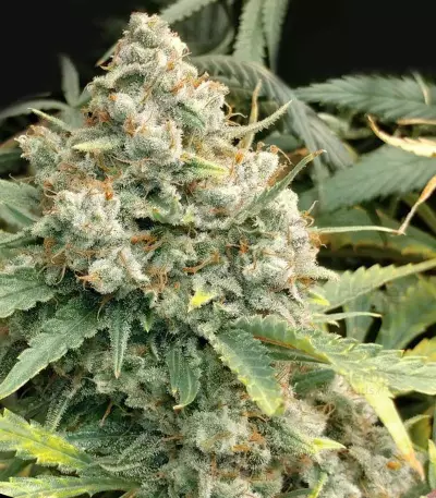 Amnesia Autoflower (Seedstockers)