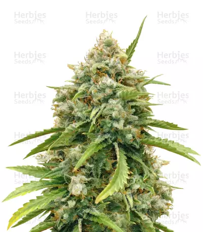 Amnesia Autoflower (Seedstockers) Cannabis-Samen