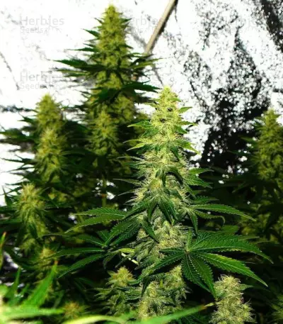 Crazy Miss Hyde (Samsara Seeds)