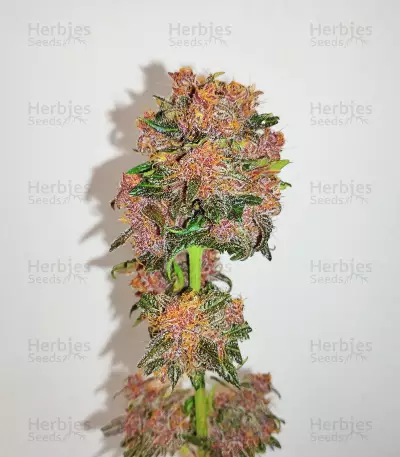 Sementes Feminizadas de Dark Lemonade Auto (Delicious Seeds)