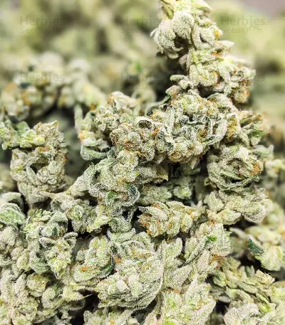 Semi Femminizzati Dozy Cake (AlphaFem Seeds)