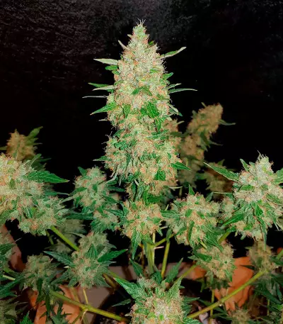 Extreme Impact Auto Seeds