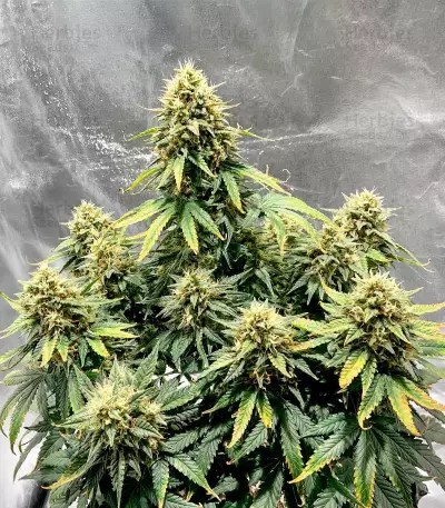 Semillas Feminizadas Gorilla Girl XL Auto (Sweet Seeds)