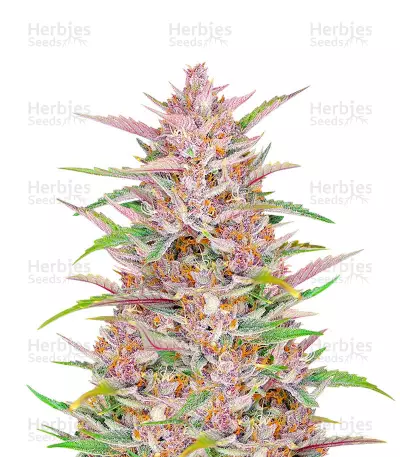 Graines féminisées de Gorilla Punch Auto (Fast Buds)