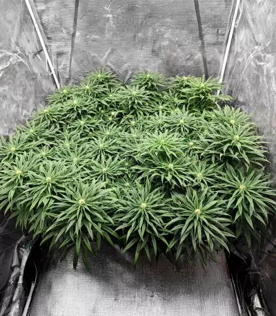 Semillas Feminizadas Jack Herer (Seedkeepers)