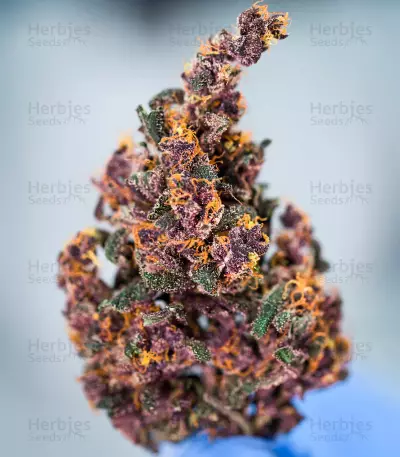 Keepers OG Seeds (Seedkeepers)
