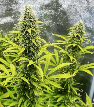Kosher Kush 66 Autoflower Feminized Seeds (EGS)