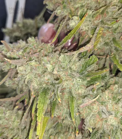 Monster Gelato feminized seeds (Monster Genetics)