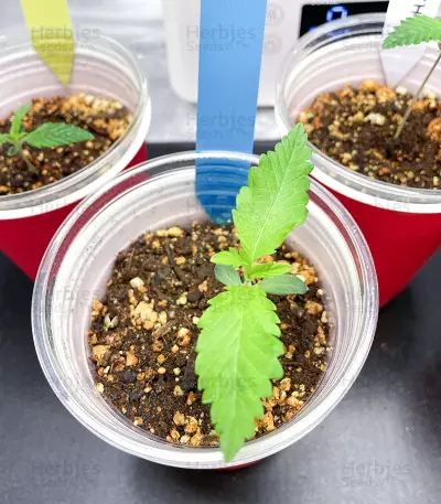 Northern Light Auto (Expert Seeds) feminized seeds