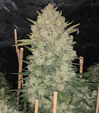 Original Auto OG Kush Seeds