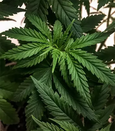 Berry Bomb Regular (Bomb Seeds)