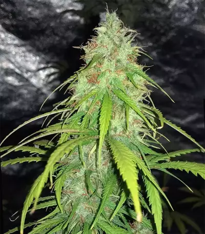Cheese Auto