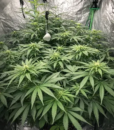 Chemdog Gorilla (Expert Seeds) Seeds