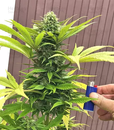 Fruity Juice Seeds