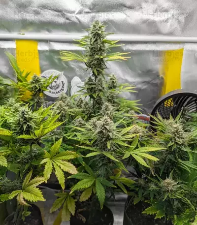 Fugue State Auto Seeds