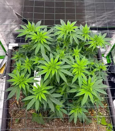 G13 Genius Seeds (Brothers Grimm Seeds)