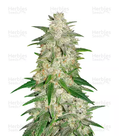 Sementes feminizadas Gelato Auto (Fast Buds)