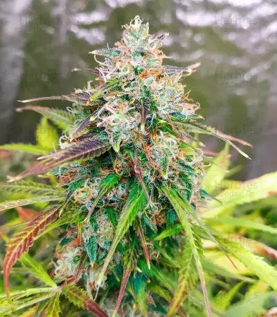 GG#4 Original Glue Auto Seeds