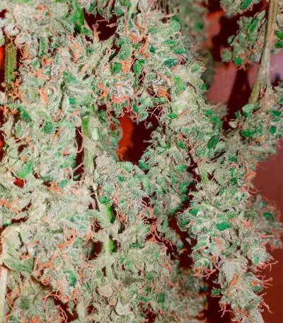 Grandaddy Purple Auto